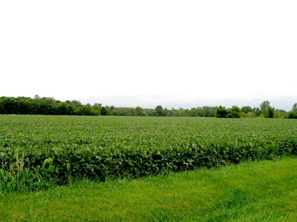 37+/- Acre Productive Tillable Farmland Auction